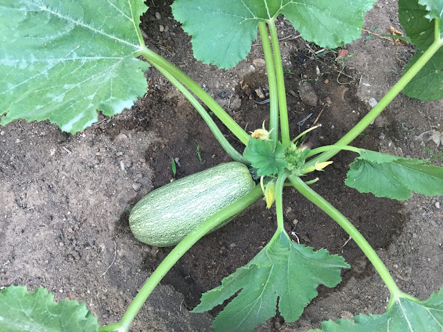 Organic Courgettes