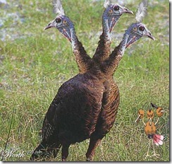 Dodrio