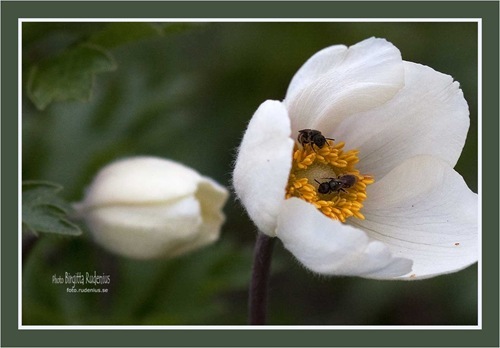macro_20110503_sippa11