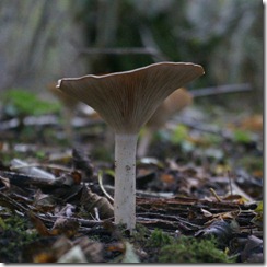 Fungi