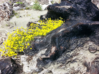 beach driftwood