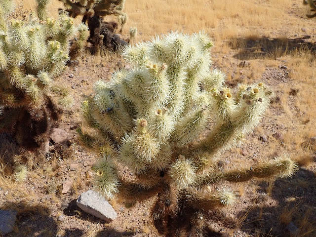 Cylindropuntia bigelovii