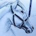 تعلم رسم حصان بقلم الرصاص How to draw a Horse 🎨 