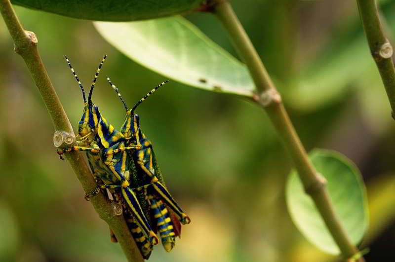 Diversidad Biológica Western Ghats