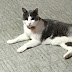猫と玄関AM:8:00GOODDAYS 猫写真を多めに掲載してます。猫ブログGoogle blogger