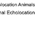 Animal Echolocation - Echolocation Animals