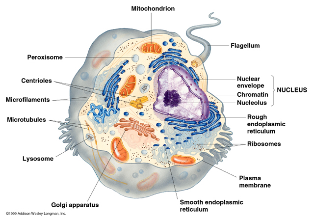 animal cells diagram. Generalized plant cell: