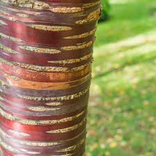 Close-up of the red and orange bark of a Tibetan Cherry Tree.