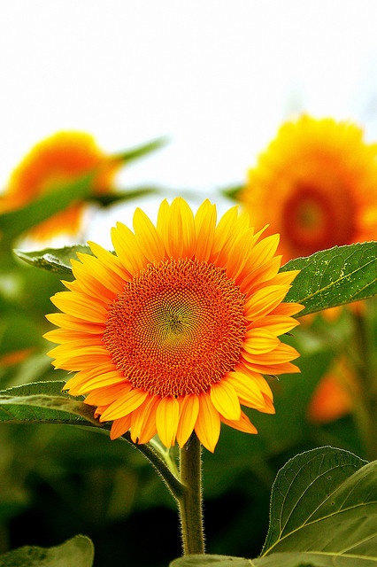 beautiful sunflower pictures,beautiful sunflowers wallpapers,autumn beautiful sunflowers wallpapers
