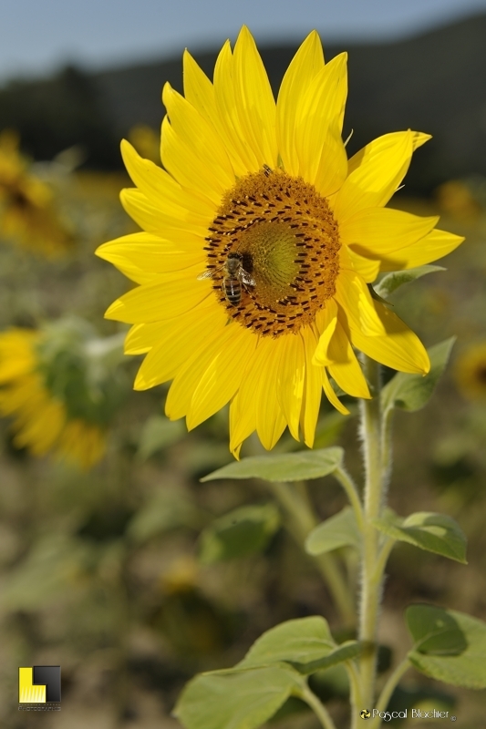 tournesol photo pascal blachier