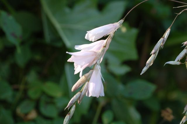 Dierama Guinevere