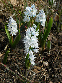 Pushkinia scilloides Striped Squill at Toronto Botanical Garden by garden muses-not another Toronto gardening blog