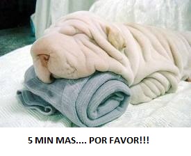 IMAGENES GRACIOSAS DE PERROS PARA COMPARTIR POR WHATSAPP Y FACEBOOOK