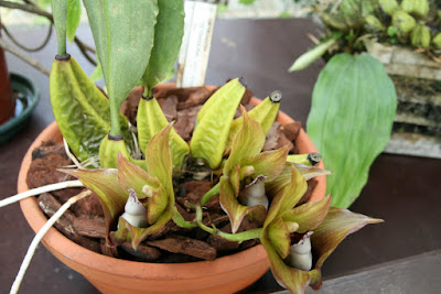 Bifrenaria tetragona care and culture