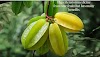 Hypertension medicine from star fruit that has many Benefits 