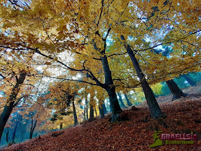 Bosque de Abantos