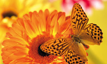 Butterfly Wallpaper