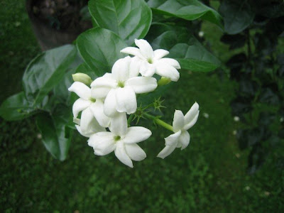 What is the English name of chameli flower - The Q&A wiki