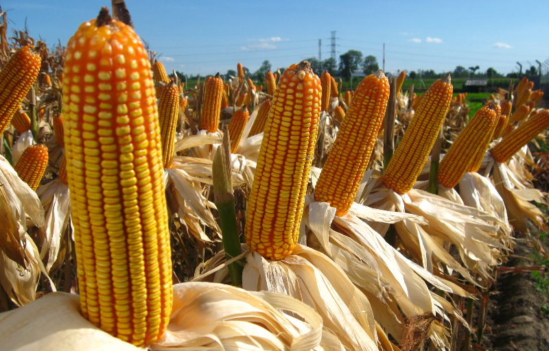 Mesin Penggiling Tongkol Janggel Jagung Untuk Pakan Ternak Protein Tinggi