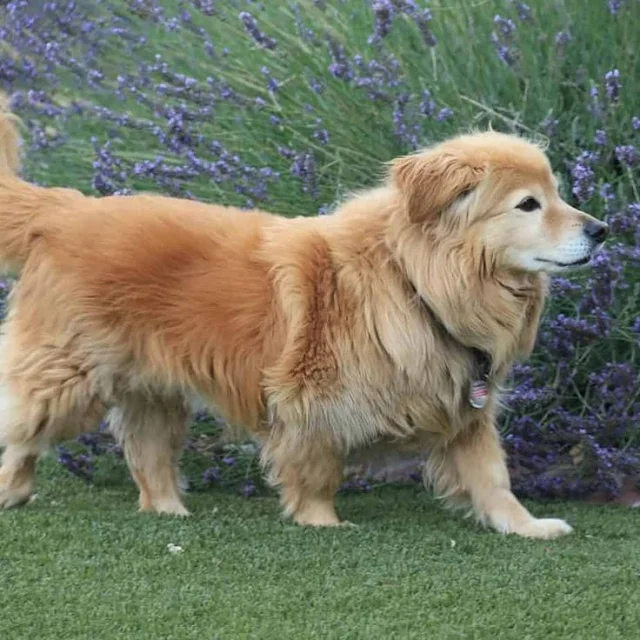 golden-retriever-corgi-dog