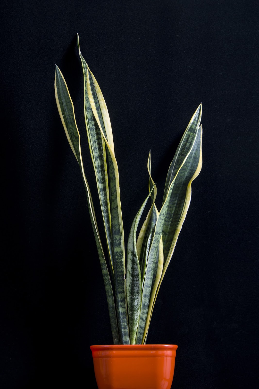 Picture of Snake Plant