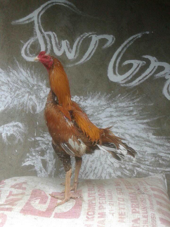  Ayam  Bangkok Super Jawara Garut