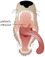 Το εσωτερικό του στόματος σκύλου