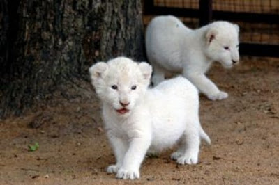 White Lion Cubs Photo
