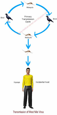 West Nile Virus Transmission Cycle