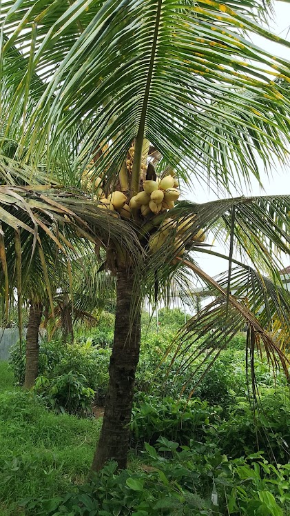 penjual bibit kelapa gading kuning cepat buah papua Prabumulih