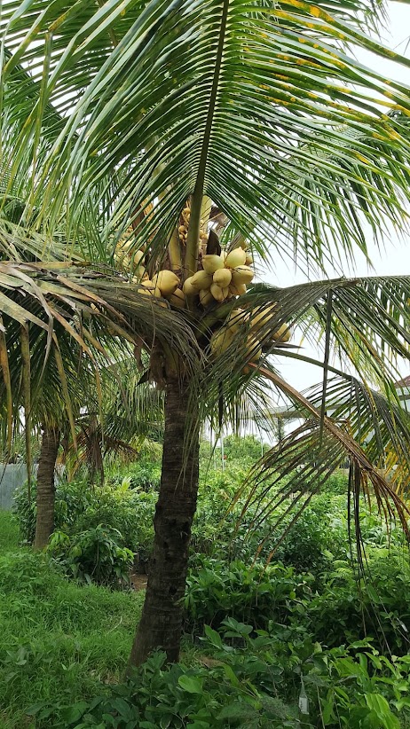 bibit tanaman kelapa gading kuning unggul cilegon Binjai