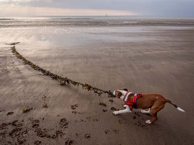 Photo of Ruby tugging on an old seaweed-covered length of rope on the beach