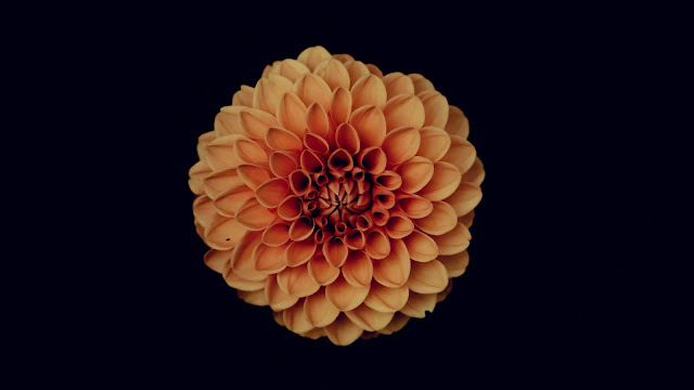Orange Flower on Black Background HD Wallpaper