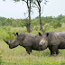 Rhino poachers are back after South Africa eases lockdown restrictions