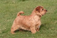 Terrier Norfolk