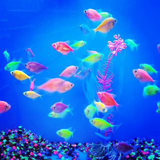 Glofish tetras from Petsmart pet store