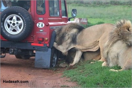 animals-attacking-cars-20