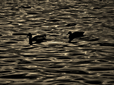 Mallards in the Harbor