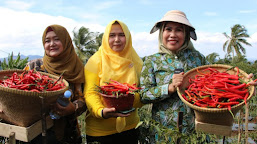 Panen Perdana, Bupati Serang Jadikan Pabuaran Sentra Cabe Merah