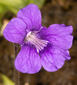 Flower of Butterwort, Pinguicula grandiflora, on my balcony in Hayes.  12 May 2013.