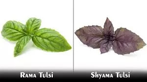 30+ Immense Benefits Of Tulsi- Perfect Immunity Booster Facts You Must Know About Holy Basil