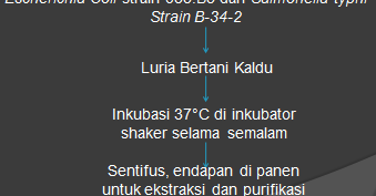 drh. dewi murni: ekstraksi, purifikasi, dan karakterisasi