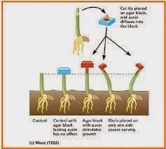 pengaruh hormon auksin