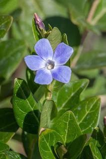 vincapervinca-vinca-minor-