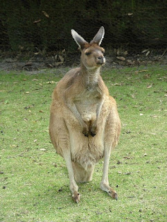 Kangaroo sat upright