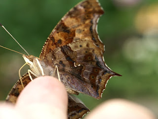 Polygonia interrogationis - Polygone point d'interrogation