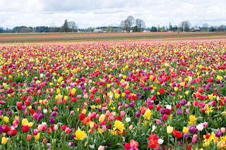 hinh nen hoa tulip