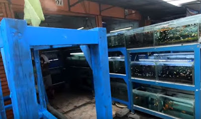 jual aquarium murah di pasar ikan hias jakarta gunung sahari