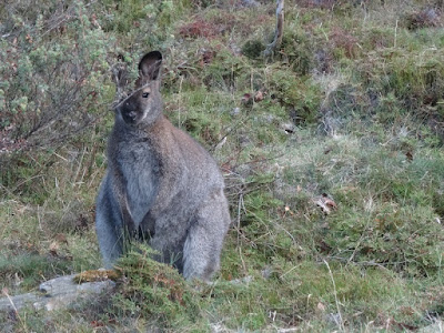 Bennett's Wallaby (Macropus rufogriseus)