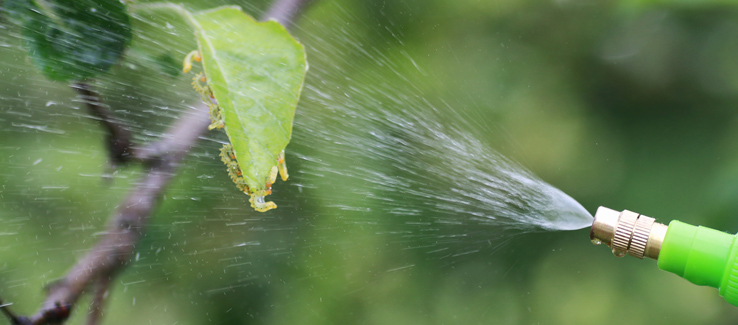 Tree care spraying insecticide on infested leaves and branches